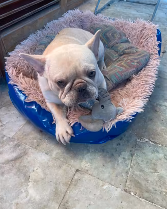 bulldog francese  per monta