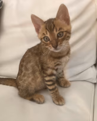 Gatto bengala