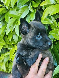 Cuccioli pastore Belga Malinois charbonne