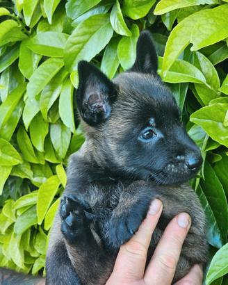 Cuccioli pastore Belga Malinois charbonne