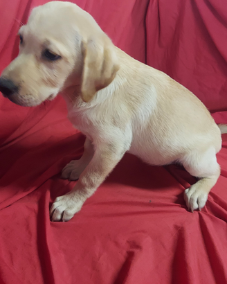 Labrador