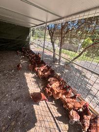 Galline ovaiole