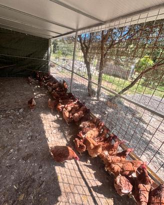 Galline ovaiole