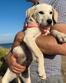Cucciola mix labrador abbandonata