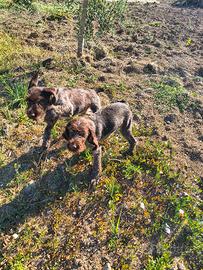 CUCCIOLI DI DRAHTHAAR DISPONIBILI 