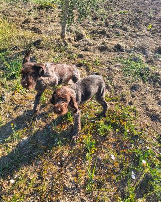 CUCCIOLI DI DRAHTHAAR DISPONIBILI 