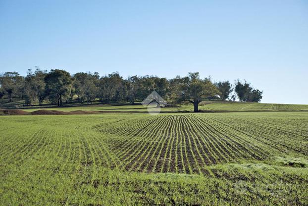 TER. AGRICOLO A COLCERESA