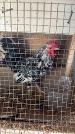 Gallo Bantam