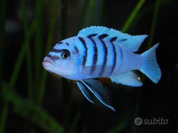 Ciclidi Malawi Pesci Cynotilapia Hara Gallyreia