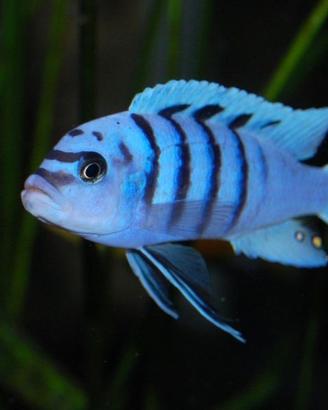 Ciclidi Malawi Pesci Cynotilapia Hara Gallyreia