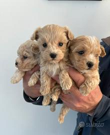 Maltipoo cuccioli toy