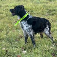 Breton maschio per monta