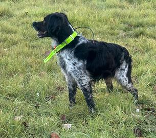 Breton maschio per monta