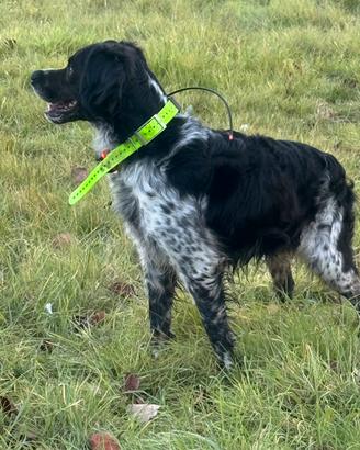 Breton maschio per monta