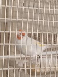 Cardellino Lutino