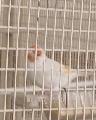 Cardellino Lutino