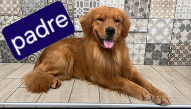 Golden Retriver Americano