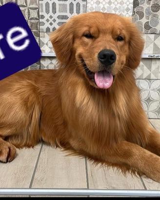 Golden Retriver Americano