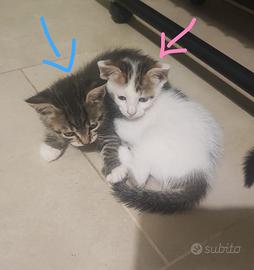 Gattini in adozione