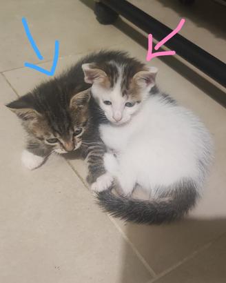 Gattini in adozione
