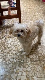 Femmina maltipoo