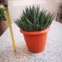 Pianta grassa Aloe Aristata