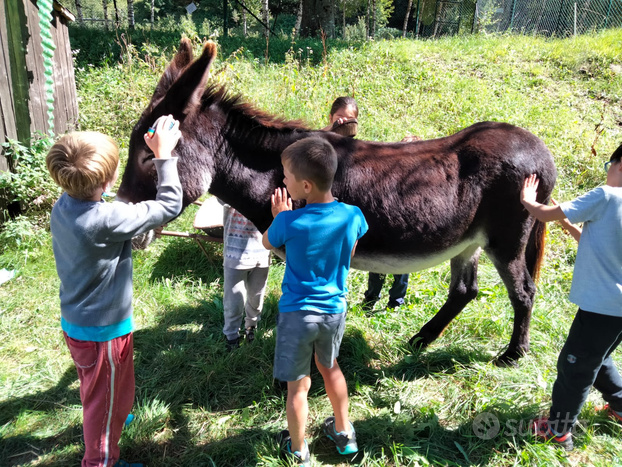 Fattoria maneggio orto animali domestici campagna