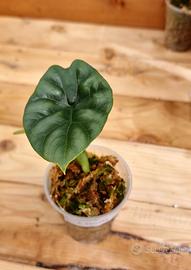 ALOCASIA SINUATA 200ml