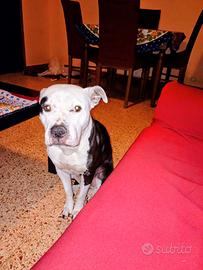 Femmina di 6 anni educata sana buona razza amstaff