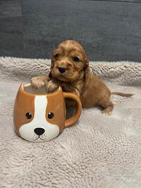 Cuccioli Cocker Spaniel fulvi - da luglio 2026
