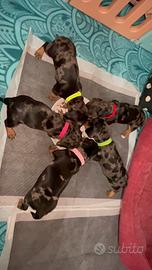 Cucciole di bassotto con pedigree