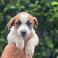 Jack russel