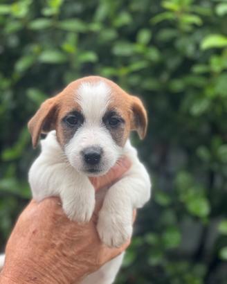 Jack russel