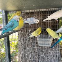 Cocorite o parrocchetti ondulati