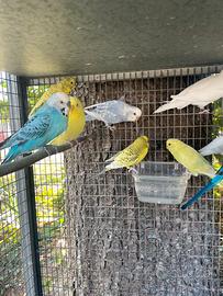 Cocorite o parrocchetti ondulati