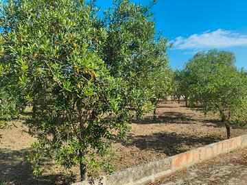 alberi di ulivo 15/20 anni di vita 