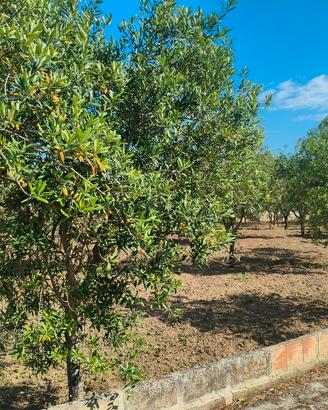 alberi di ulivo 15/20 anni di vita 