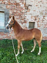 Puledra
