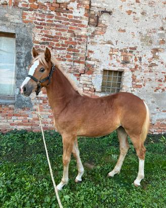 Puledra