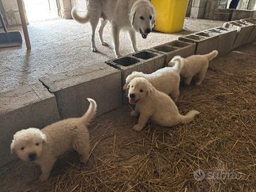 Cuccioli di maremmano
