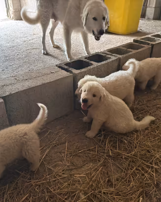 Cuccioli di maremmano