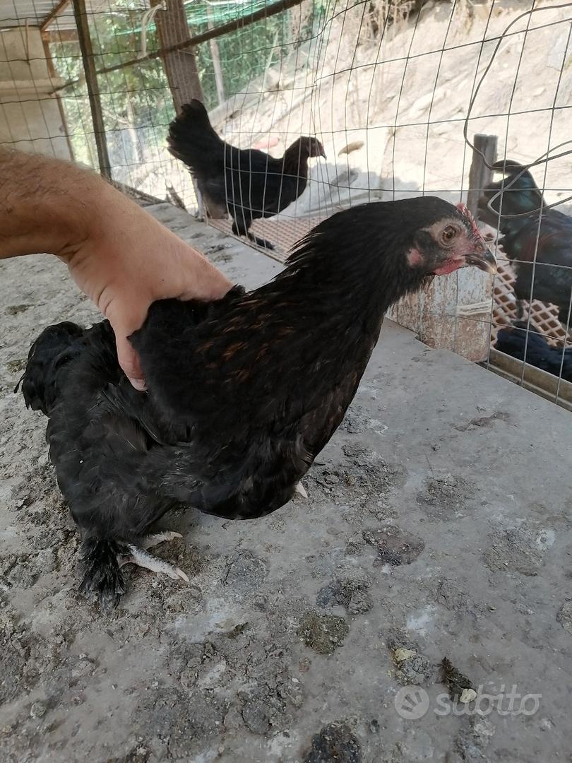 Galline Galli marans Oliver eggs Animali In vendita a Arezzo