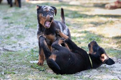 Beauceron
