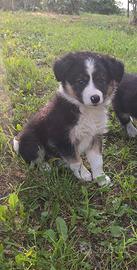 Cuccioli di border collie
