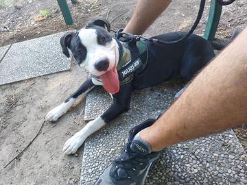Cucciola di amstaff