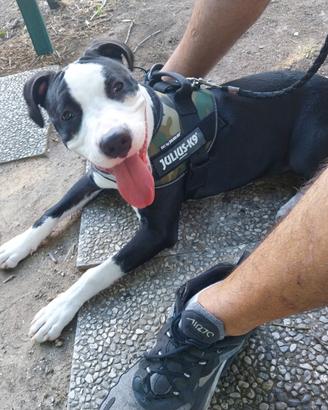 Cucciola di amstaff