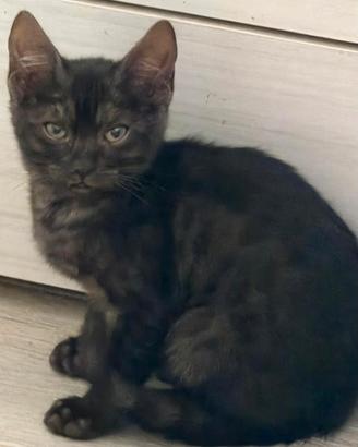 Cuccioli pura razza Bengala con pedigree