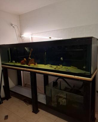 Acquario 900 litri pesci