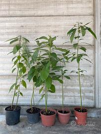 Piante di Avocado