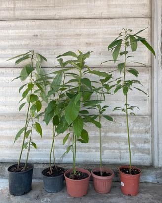 Piante di Avocado